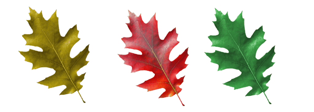 leaf, leaves, autumn leaves, fall, brown, nature, autumn color, isolated